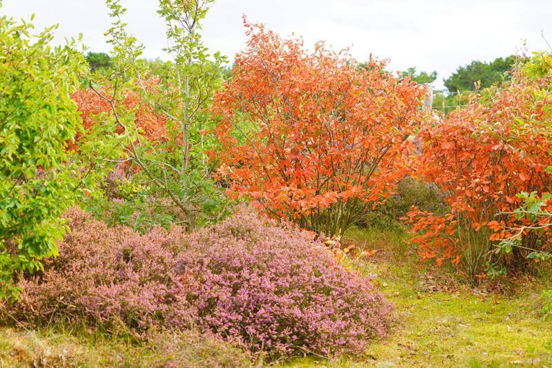 Herfst en Heide Callantsoog